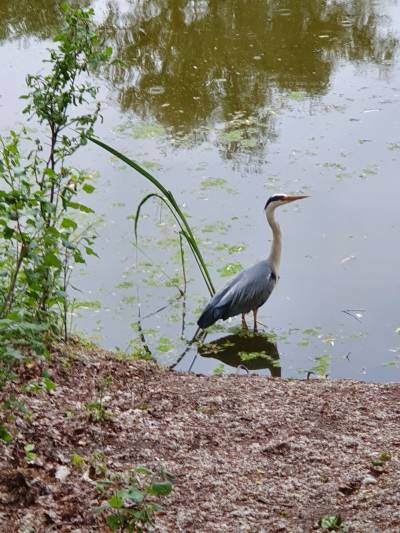 Kreuzpfuhlbewohner, Foto Dr. Kersten Schulz