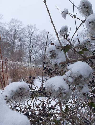 Weiensee im Winter 2020/2021, Foto Dr. Kersten Schulz